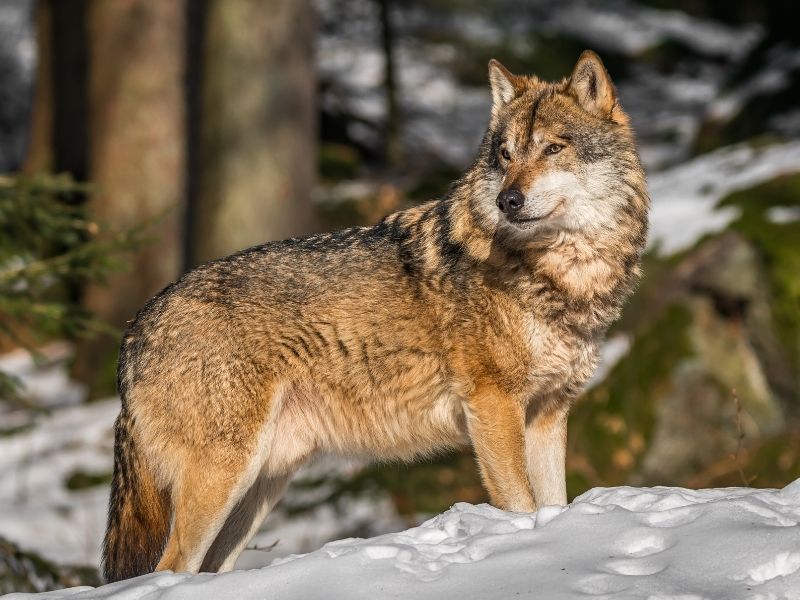 Wolf Animal Spirit - Spirit Clear